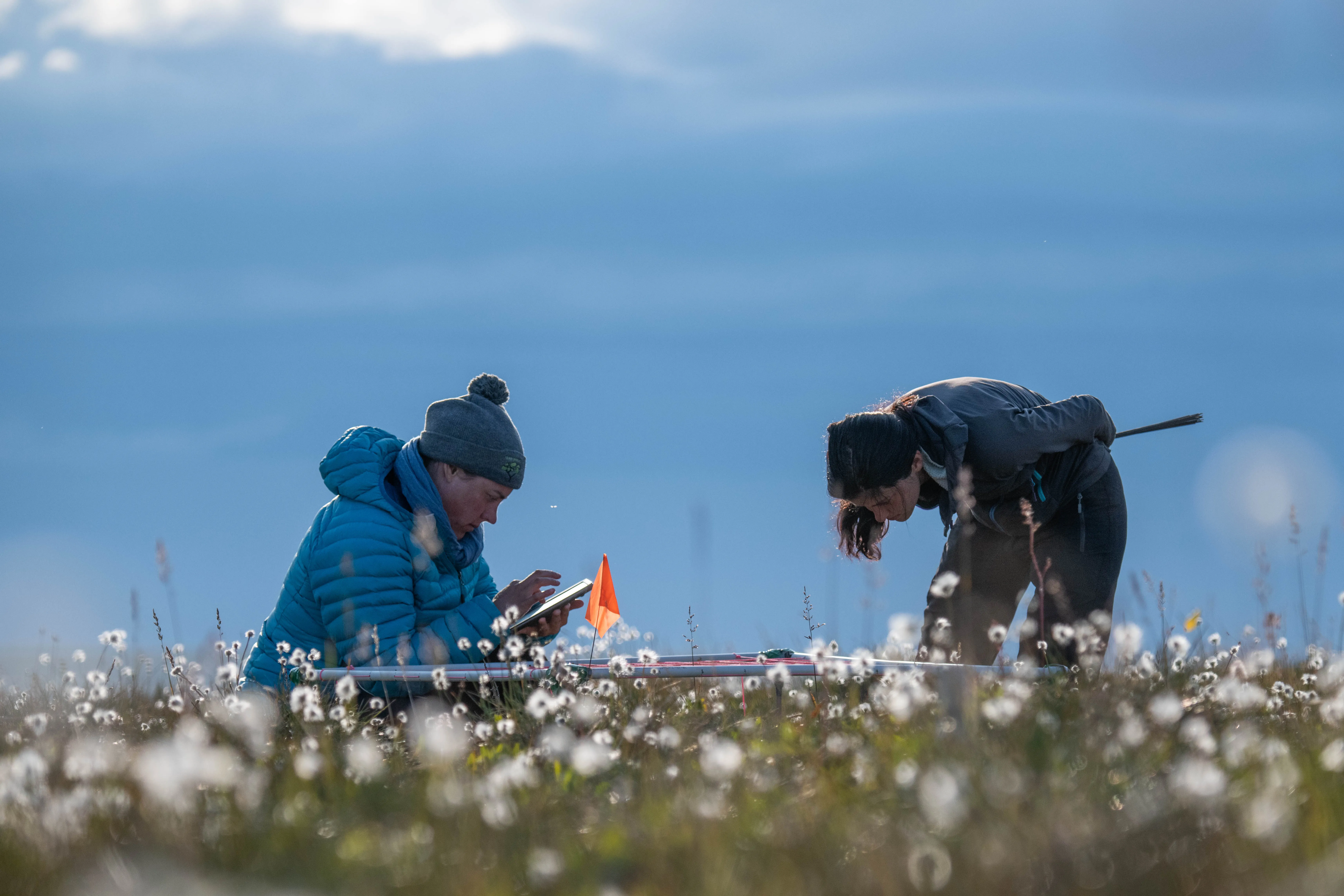 Point framing on Qikiqtaruk, 2019. Credit: Jeff Kerby