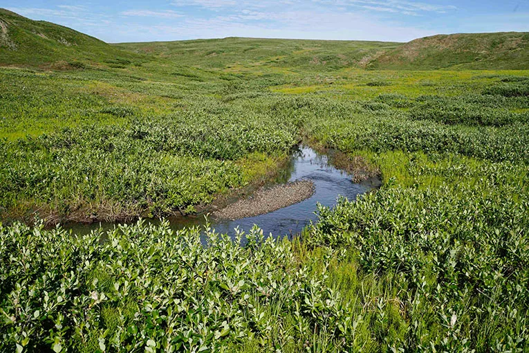 Qikiqtaruk willows showing tundra greening, 2022. Credit: Isla Myers-Smith